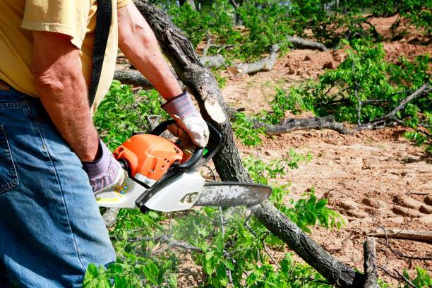 Best Local Tree Services  in , DC